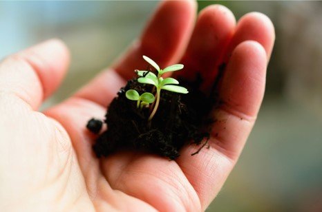 Hand holding sapling